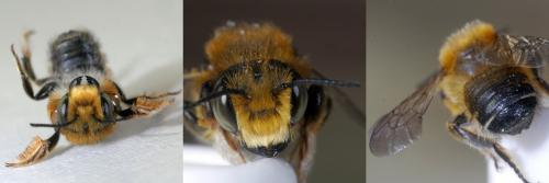 Megachile willughbiella